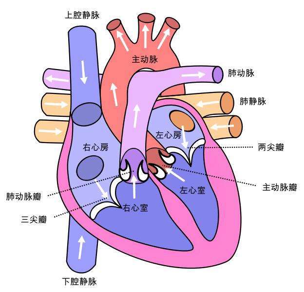 从结构上来看,心脏分成四个部分,上部是左,右两个心房,下面对应左右两