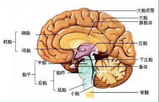 中枢神经系统由大脑,中脑,小脑和脑干组成