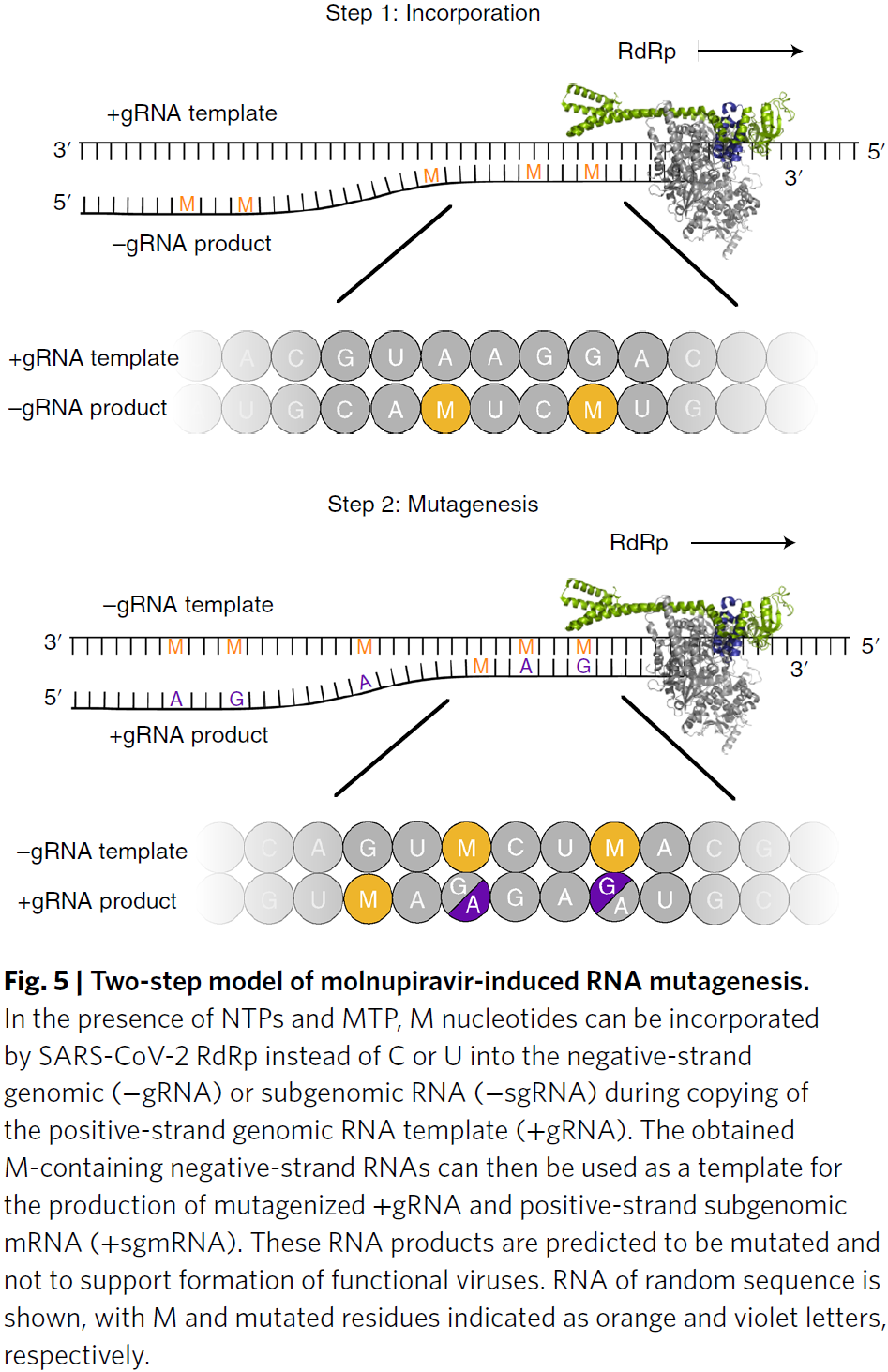 默沙东新冠小分子--机理与结构 第3张