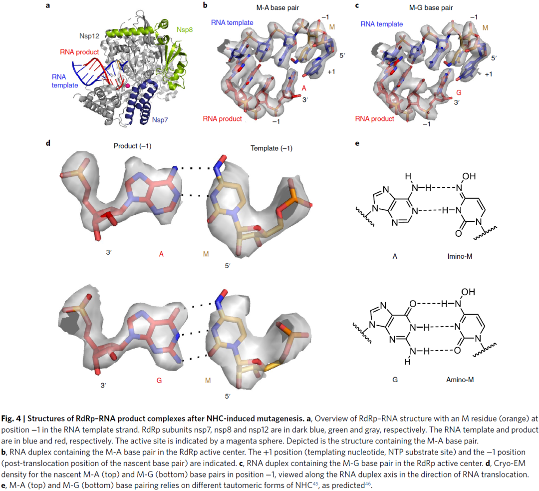 默沙东新冠小分子--机理与结构 第5张