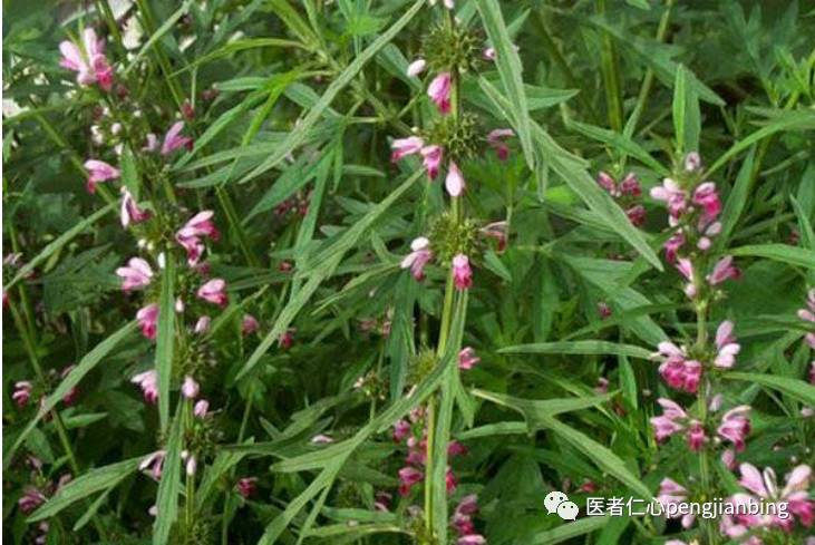 【益母草】【别名】益母蒿,益母艾,红花艾,坤草,茺蔚,三角胡麻,四楞子