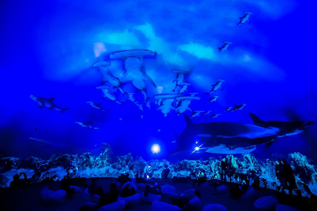 即將有一場海洋沉浸式體驗互動展在上海舉辦