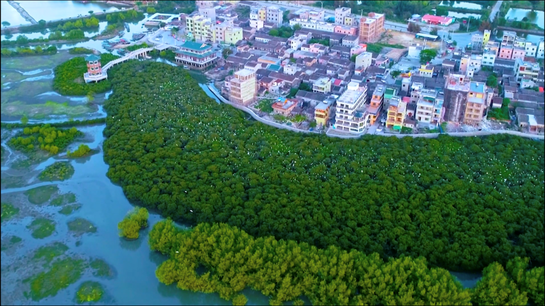 红海湾百鹭齐飞。