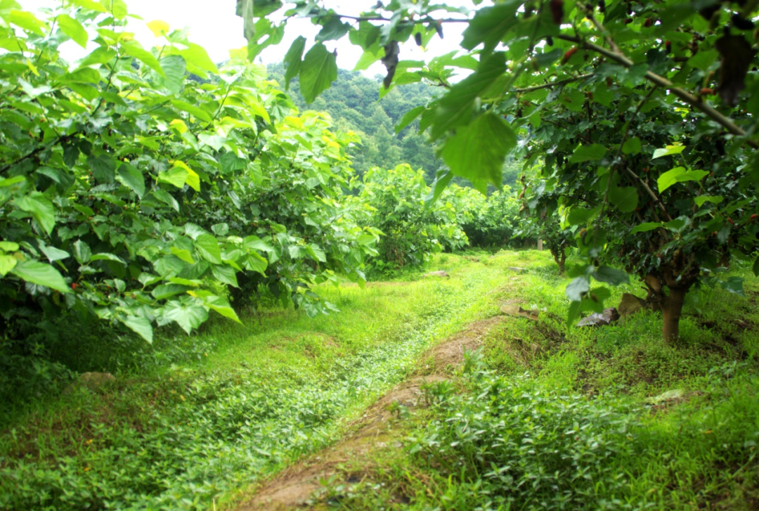 不负春光如此葚好大徐镇雅林溪村桑葚开摘
