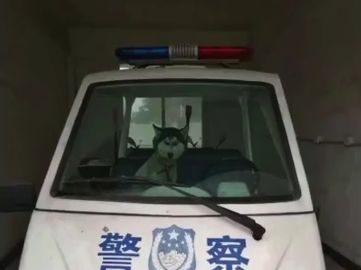 深夜警車啟動，司機竟是二哈：這貨冒充警犬不說，還想偷警車！ 職場 第13張