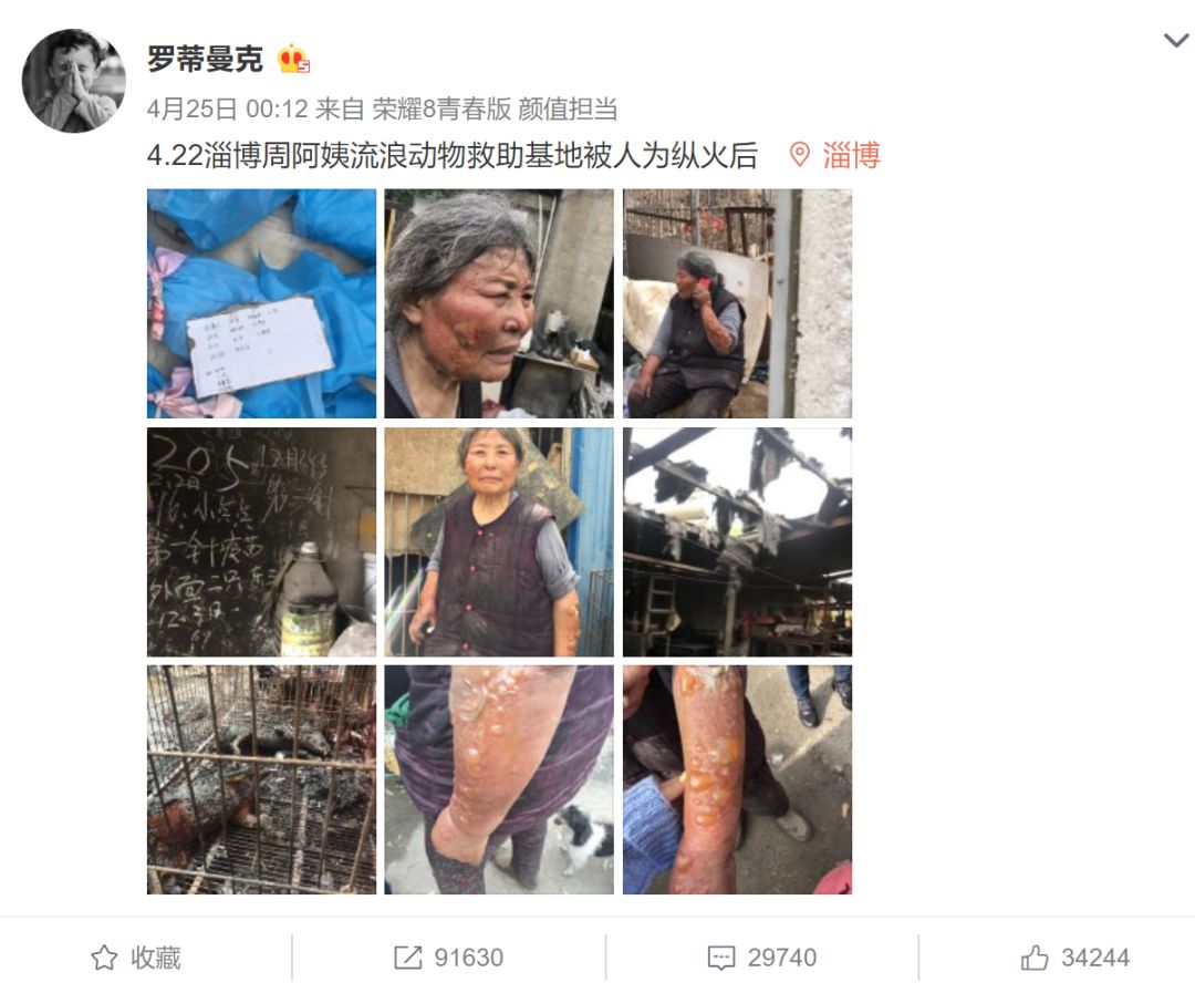 16只流浪猫狗被活活烧死...可它们只不过想有个家。