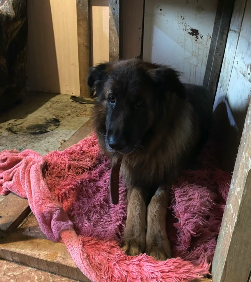 德牧被安乐埋葬后，竟苏醒“复活”了，得知原因网友愤怒了!