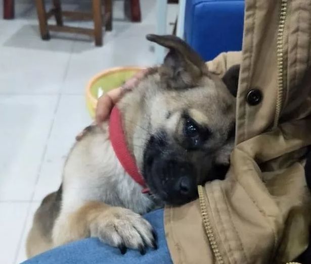 出差回家,我被狗子踹进医院了...........-微信头条网 出差回家,我被狗子踹进医院了...........