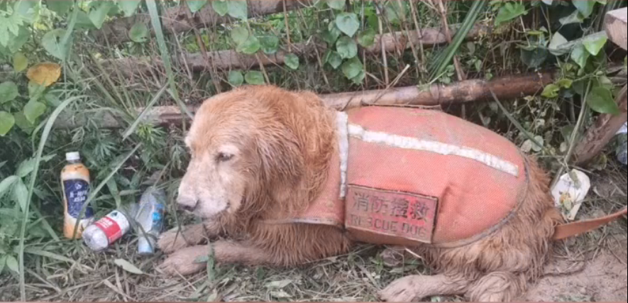 曾被全網心疼的大金毛搜救犬退役了，而為了帶它回家，這個人等待了6年... 寵物 第2張