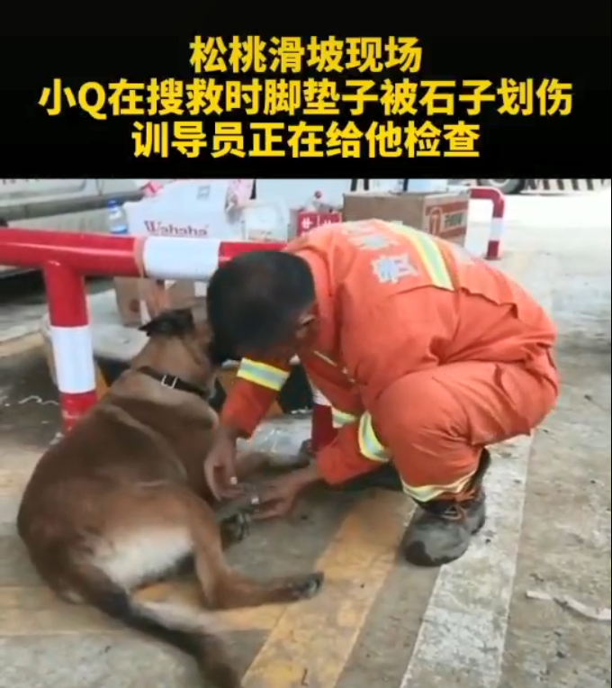 山體滑坡搜救現場，搜救犬金毛為救人變「泥猴」... 寵物 第14張