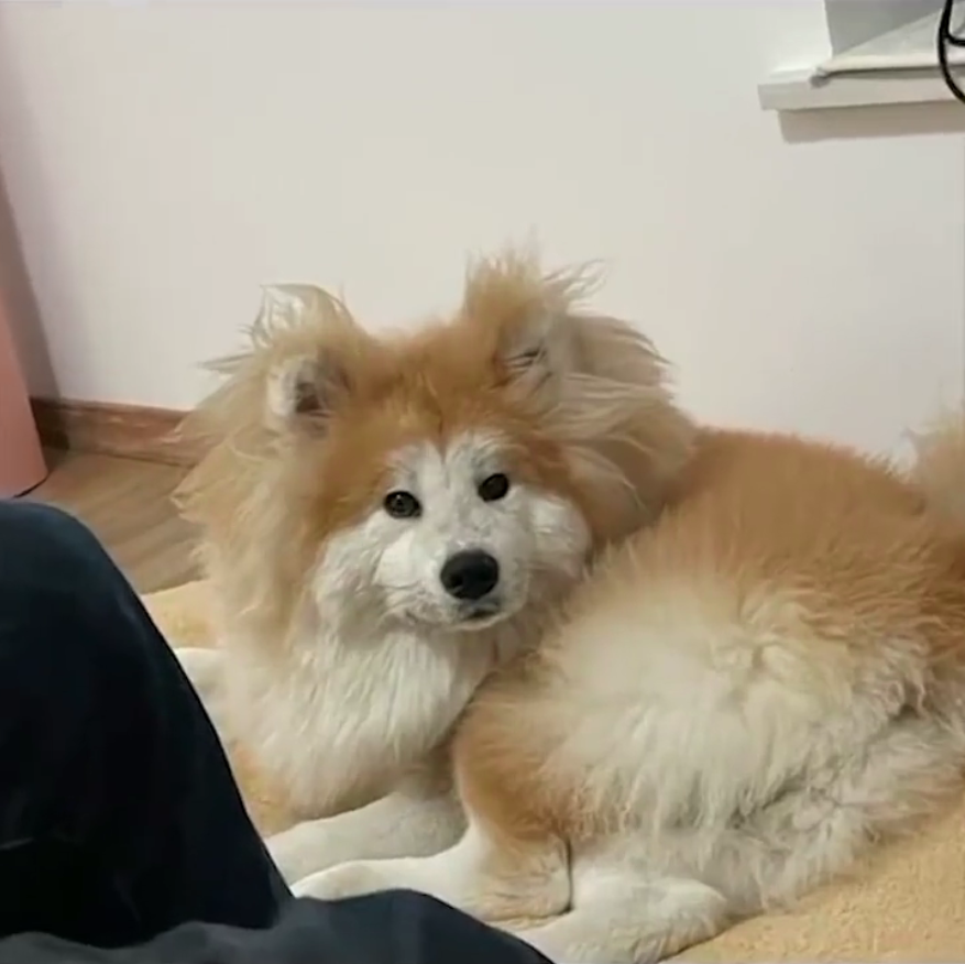 一只狗，可以有多潦草?哈哈哈哈哈哈哈哈