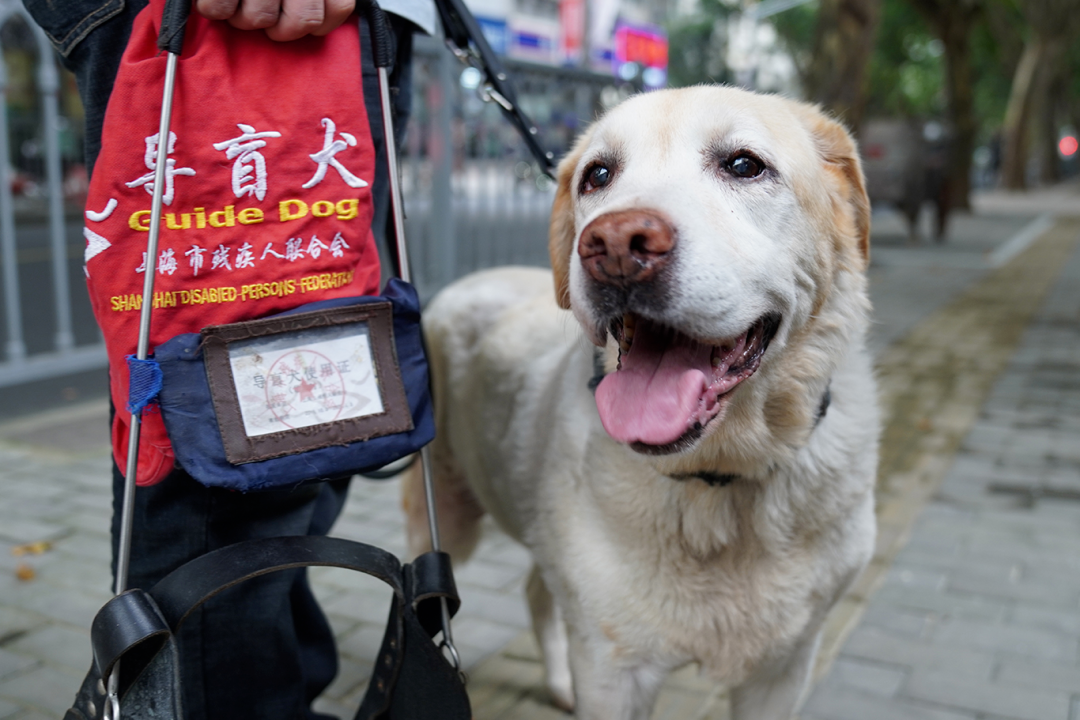 小奶狗為了選上導盲犬有多努力：剛斷奶就要接受8項測試... 寵物 第17張