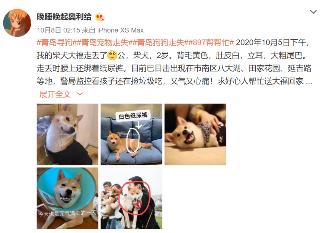 柴犬走失后 主人在一摊红肉里验出了芯片 崩溃 萌宠 训练养宠技巧 宠物用品 微信头条新闻公众号文章收集网