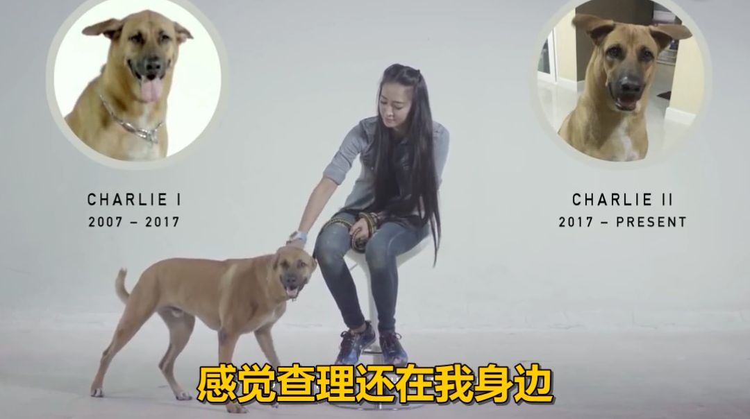 給你一個讓失去的愛犬，再「回來」你身邊的機會，你願意嘗試嗎？ 寵物 第3張