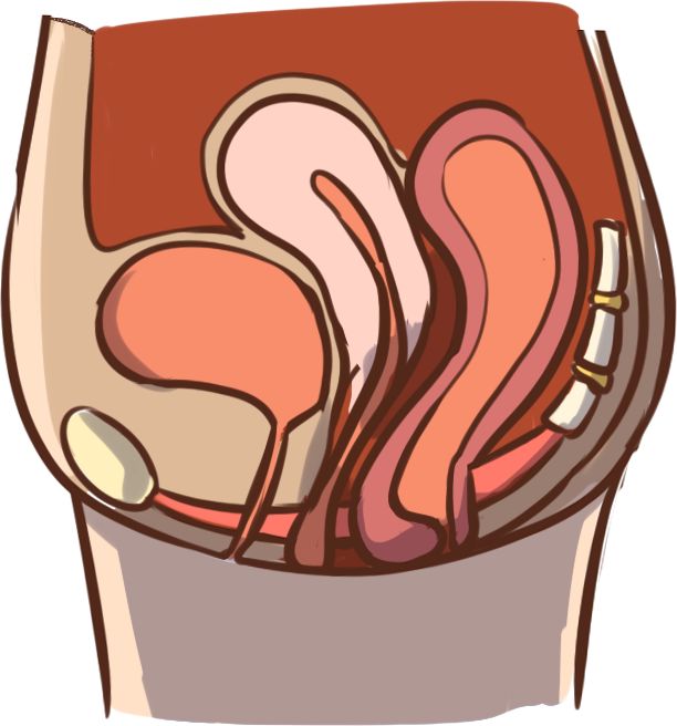 关于盆底恢复的十问十答