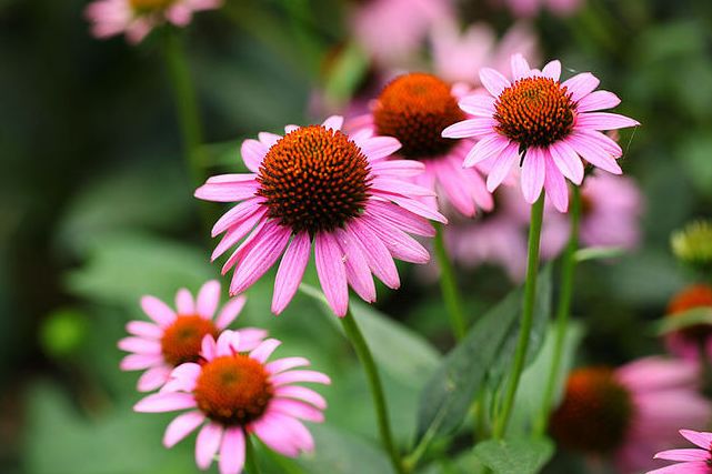 松果和雏菊的组合 这是一种什么操作 庭漫园艺 微信公众号文章阅读 Wemp