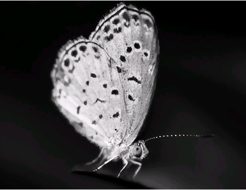 自動駕駛技術是要改變世界，還是要拯救生命？自動駕駛的安全風險及化解之道