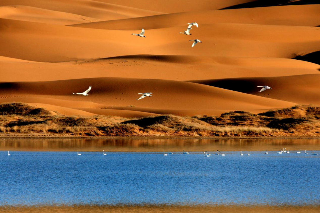 春日约惠阿拉善多家a级景区免门票走起