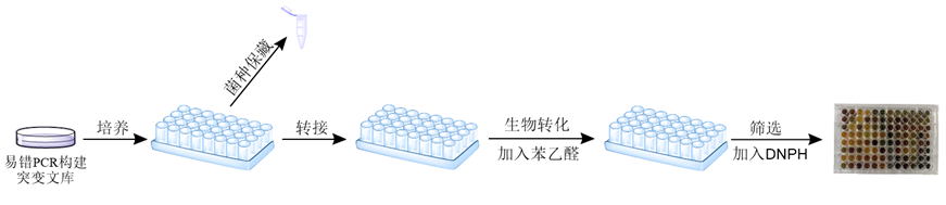 生成紅色或黃色的二硝基苯腙沉澱,且所生成的硝基苯腙沉澱可被鹼性