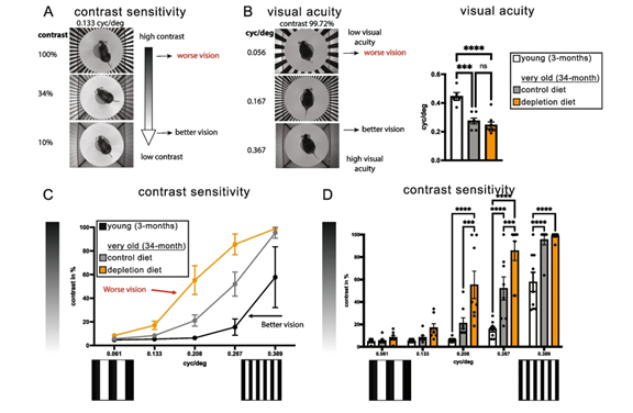 【文章分享】当视网膜衰老，小胶质细胞如何力挽狂澜？