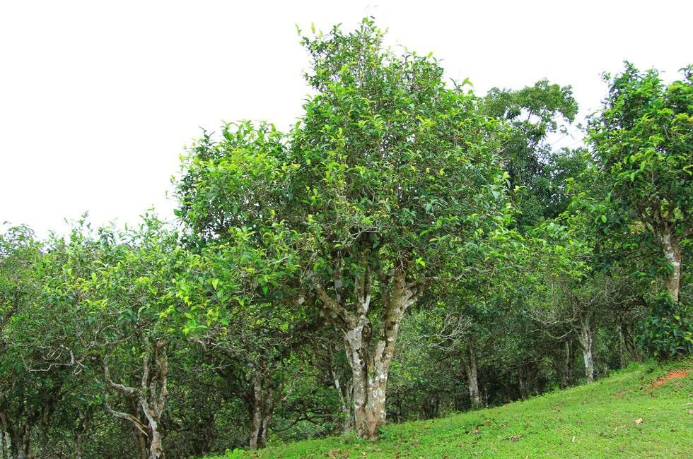 六层楼高的茶树你见过吗