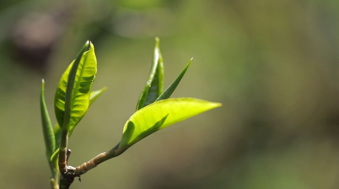 以茶人的心态，过智慧人生