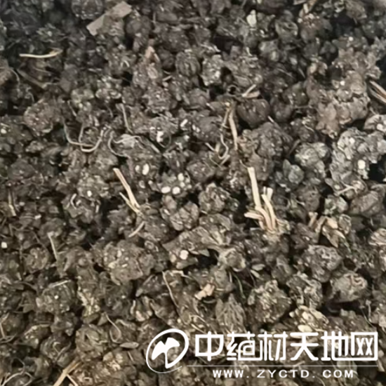 猫爪草行情短时回暖 后市走势预判