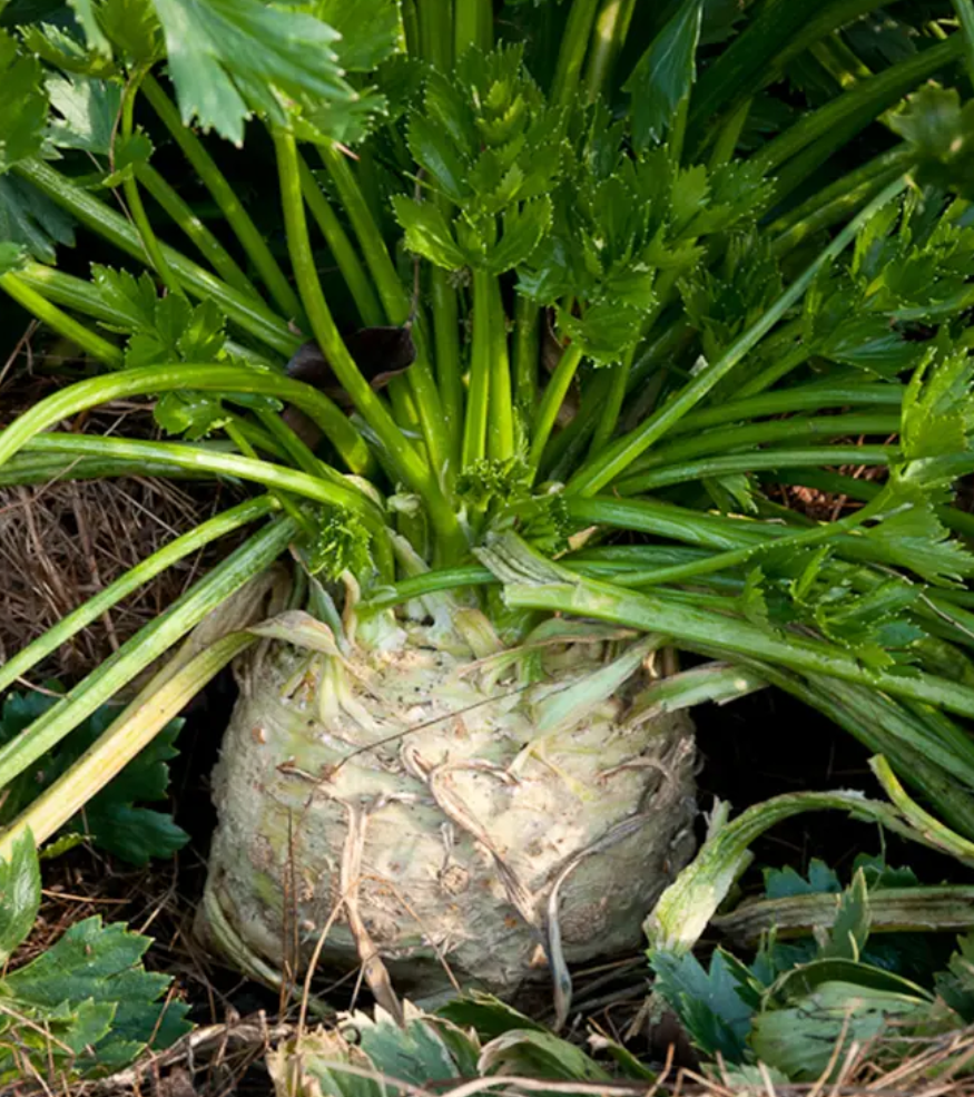 芹根甘草茶怎么做_根芹_芹根甘草茶