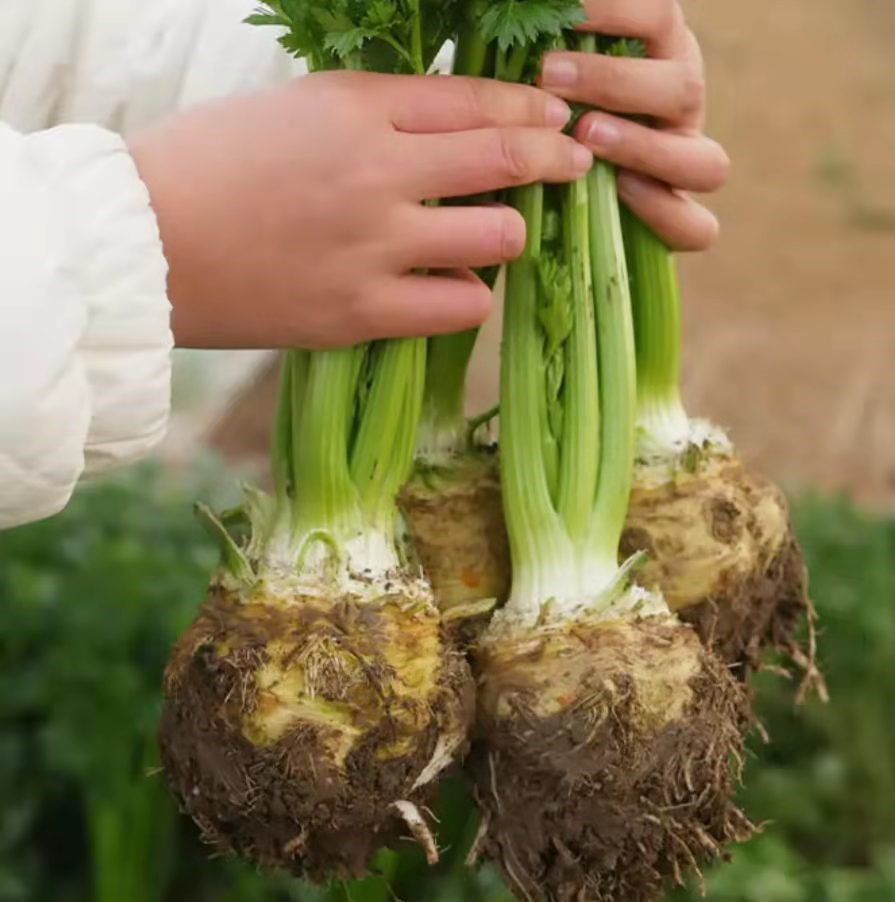 芹根甘草茶_根芹_芹根甘草茶怎么做