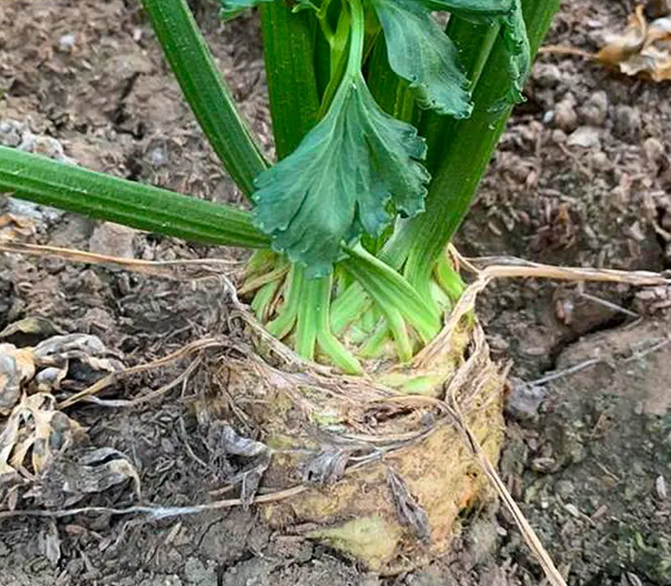 芹根甘草茶_根芹_芹根甘草茶怎么做
