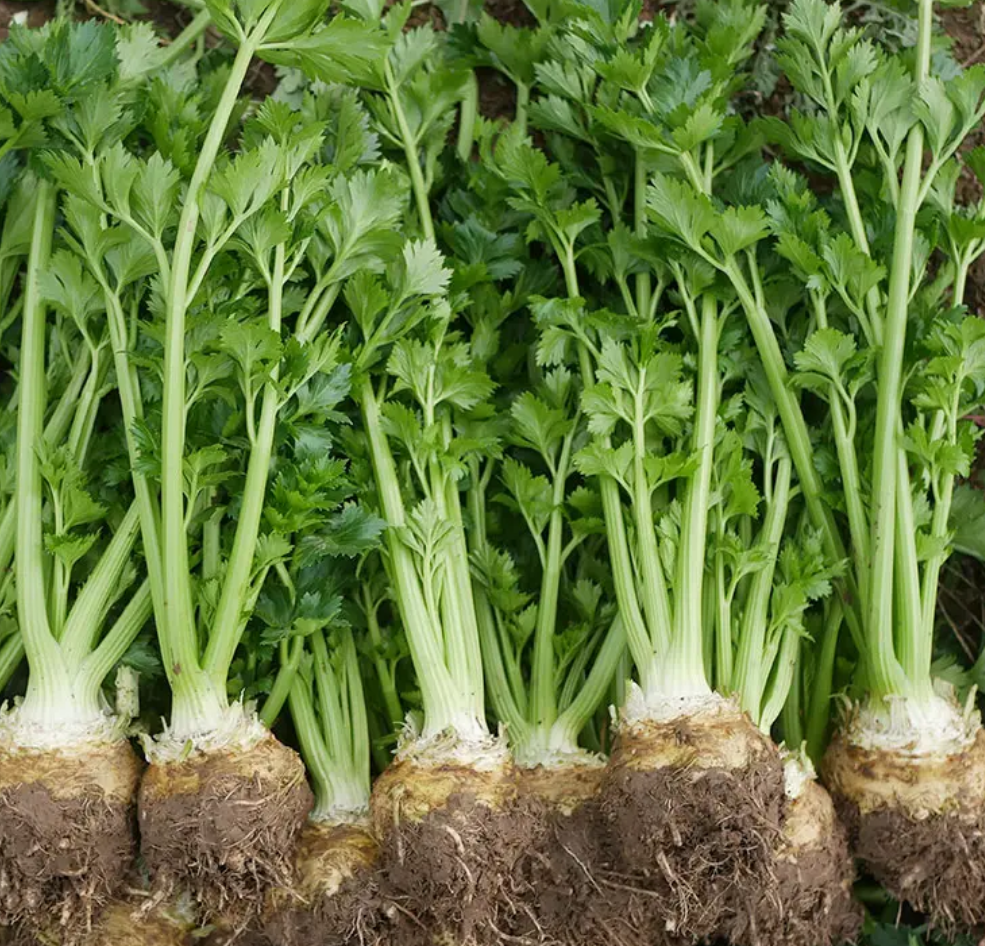 芹根甘草茶怎么做_芹根甘草茶_根芹