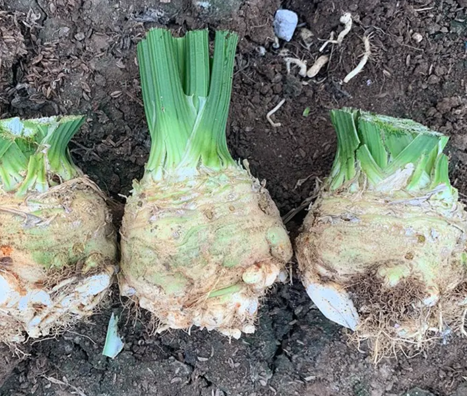 芹根甘草茶怎么做_根芹_芹根甘草茶