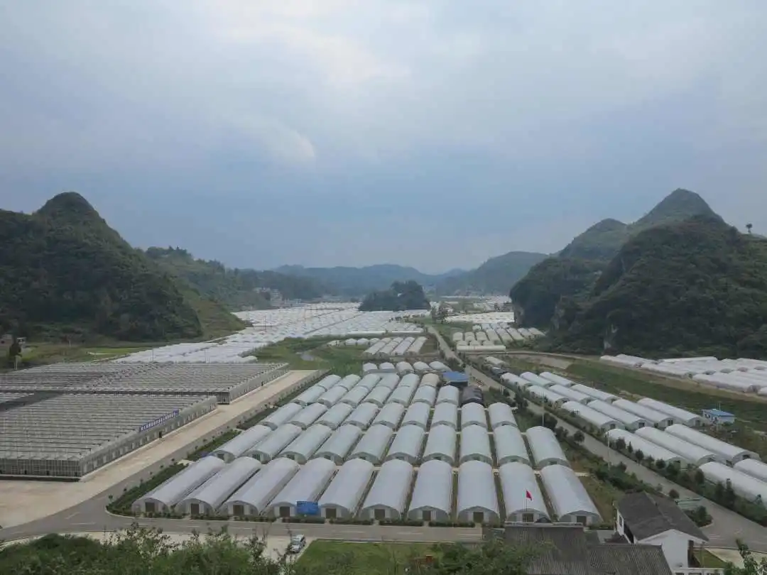 在乡村振兴上开新局织金县猫场镇龙潭社区产业兴村容美百姓乐