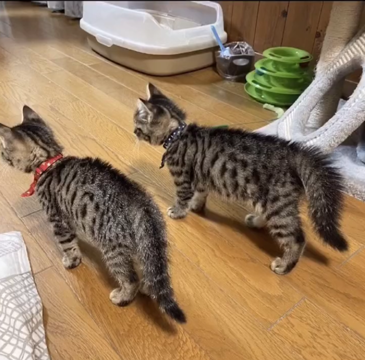 【宠物】老年痴呆的奶奶，把橘猫喂到32斤：这就是爱，我忘了你，但要让你吃饱饱（组图） - 11