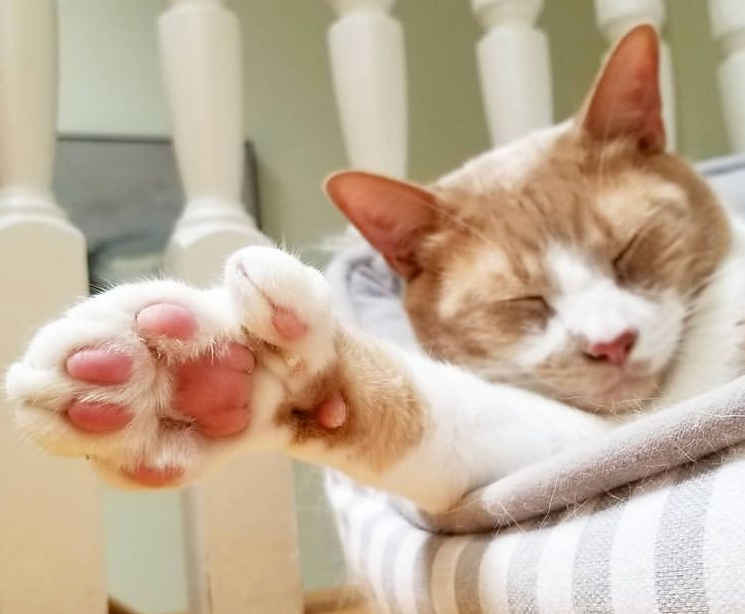 小猫因为长有4个耳朵而被人视为"怪物",直到遇到这位好心妹纸.-友友