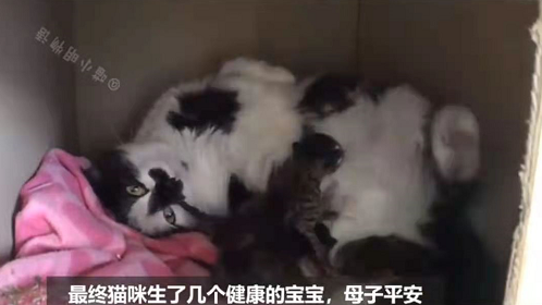 怀孕流浪猫临产前拼命爬9楼送二胎，网友：我就是传说中的接盘侠？！