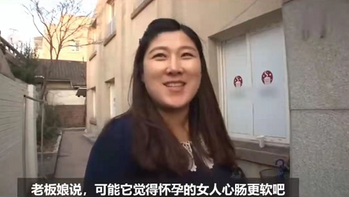 怀孕流浪猫临产前拼命爬9楼送二胎，网友：我就是传说中的接盘侠？！