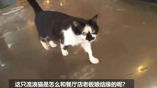 怀孕流浪猫临产前拼命爬9楼送二胎，网友：我就是传说中的接盘侠？！