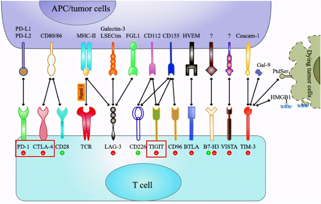 别担心！PD-1免疫治疗失效“后继有药”了！