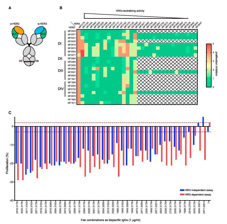 ABS什么药HER3终成药：HER2／HER3双抗Zenocutuzumab获FDA批准上市_https://www.jmylbn.com_新闻资讯_第5张