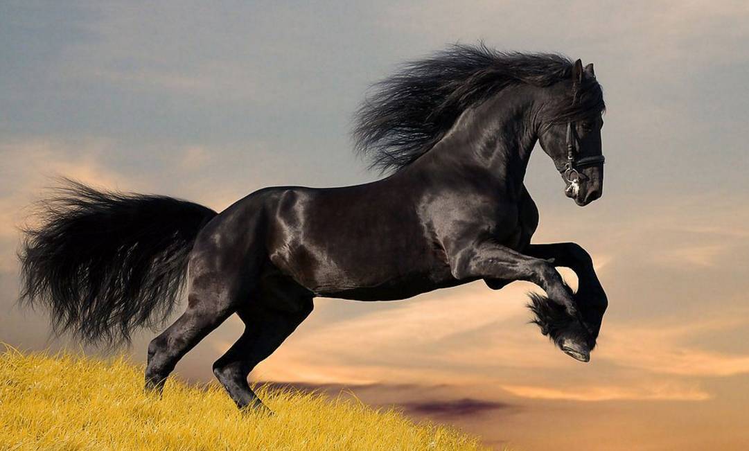 黑马研究纸业群雄之太阳纸业