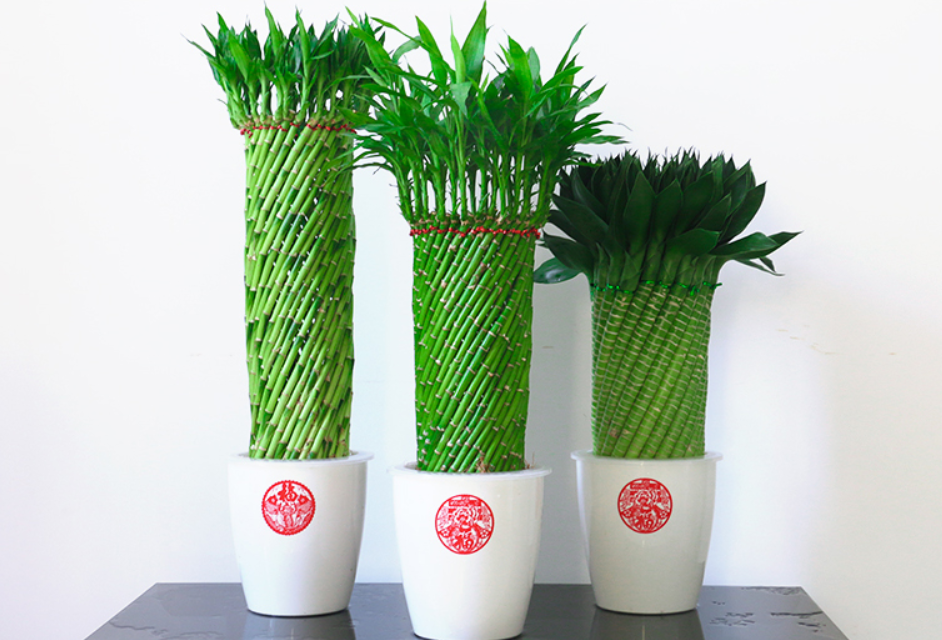 富贵竹、转运竹、观音竹-6park.com 富贵竹、转运竹、观音竹-6park.com
