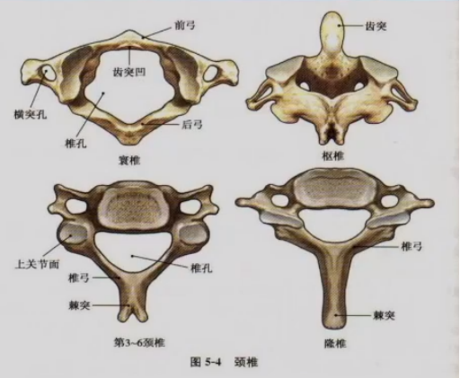 颈椎x解剖图片大全图片