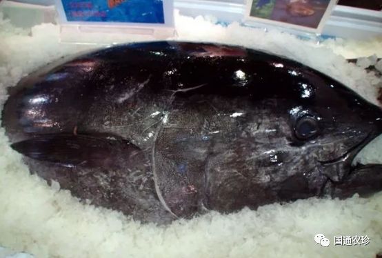 赤身 顶级刺身的极致美味 国通农珍 微信公众号文章阅读 Wemp