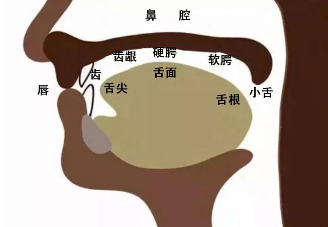 硬核王力宏通过人体骨骼模型讲解声乐发声原理