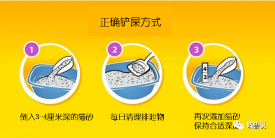 猫咪为什么乱尿？原因竟然是这些。。。