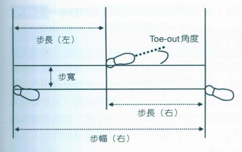 步态分析上曲线怎么解读快速搞懂步态分析系列1｜步态周期的相关介绍（大量丰富图表供参考）_https://www.jmylbn.com_新闻资讯_第5张