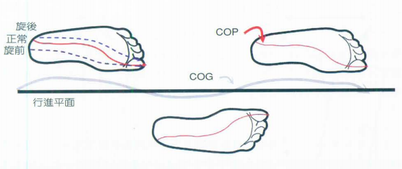 步态分析上曲线怎么解读快速搞懂步态分析系列1｜步态周期的相关介绍（大量丰富图表供参考）_https://www.jmylbn.com_新闻资讯_第15张