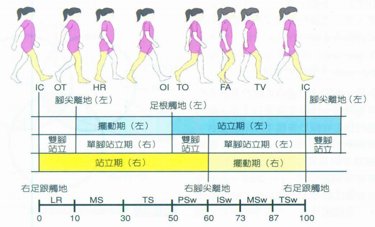 步态分析上曲线怎么解读快速搞懂步态分析系列1｜步态周期的相关介绍（大量丰富图表供参考）_https://www.jmylbn.com_新闻资讯_第4张