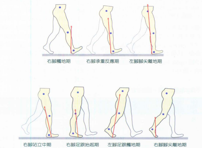 步态分析上曲线怎么解读快速搞懂步态分析系列1｜步态周期的相关介绍（大量丰富图表供参考）_https://www.jmylbn.com_新闻资讯_第9张